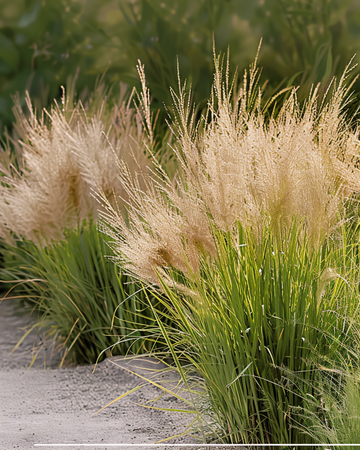 Semi di dropseed delle praterie (Sporobolus heterolepis) – erba perenne