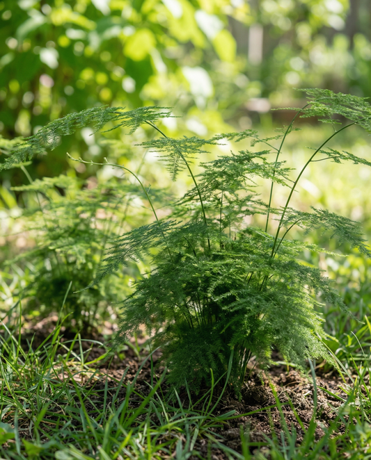 Lace Fern pianta da appartamento indoor (Asparagus setaceus) – semi di pianta perenne da interno di SeedsChoice