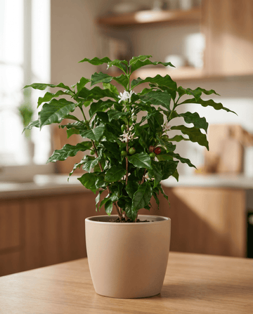 Caffè arabico da interno (Coffea arabica) – semi di pianta perenne da appartamento da SeedsChoice