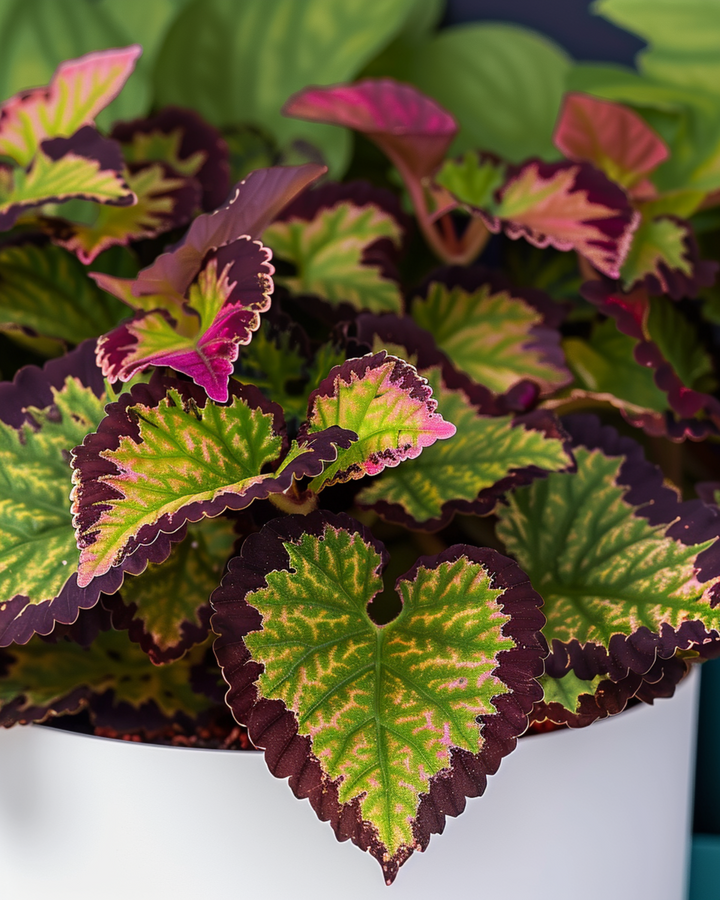 Semi Rainbow (Coleus blumei) – miscuglio perenne