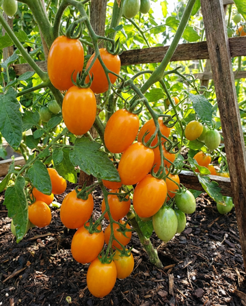 Semi di pomodoro ciliegino Dolly F1 (Solanum lycopersicum) – ortaggio annuale