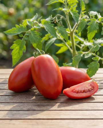 Semi di pomodoro Super Roma (Solanum lycopersicum) – semi da orto annuali di SeedsChoice