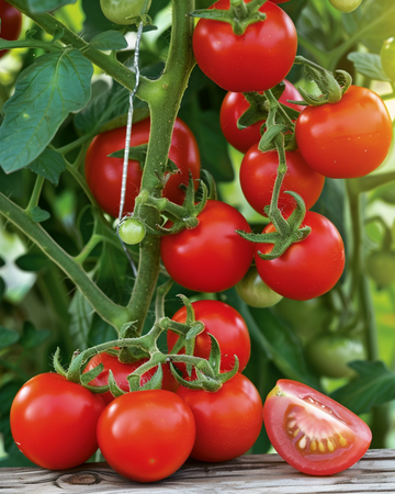 Semi di pomodoro ciliegino Gardener's Delight (Solanum lycopersicum) – ortaggio annuale