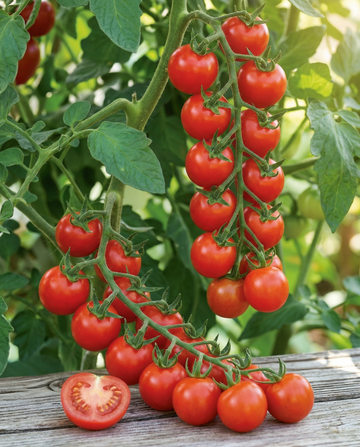 Semi di pomodoro ciliegino Gardener's Delight (Solanum lycopersicum) – ortaggio annuale da SeedsChoice