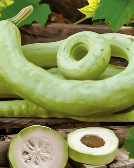 Cucuzzi Gourd Seeds Lagenaria Siceraria Annual Italian Snake