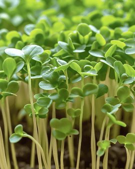 Semi di crescione microgreens Lepidium sativum annuale