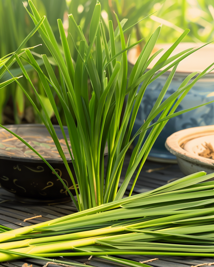 Lemon Grass Malabar seeds (Cymbopogon flexuosus) – annual herb