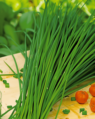 Chinese Chives seeds (Allium tuberosum) – perennial herb