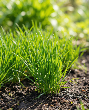 Erba per gatti (Hordeum vulgare) – semi di graminacea annuale da SeedsChoice