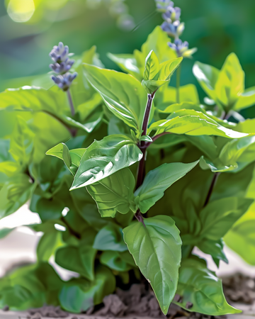 Cinnamon Basil Aromatic Leaf seeds (Ocimum basilicum) – annual herb