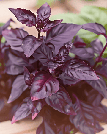 Semi di basilico Dark Opal a foglia viola (Ocimum basilicum) – erba annuale