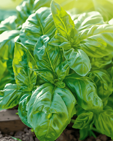 Semi di basilico Napolitano a foglia di lattuga (Ocimum basilicum) – ortaggio annuale