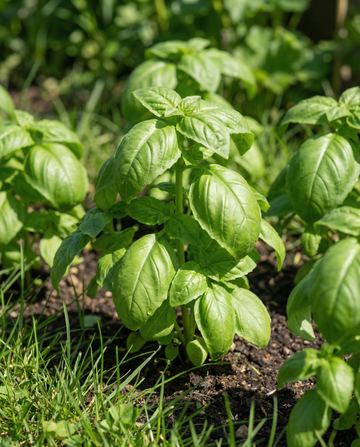 Basilico Napolitano a foglia di lattuga (Ocimum basilicum) – semi di ortaggi annuali di SeedsChoice