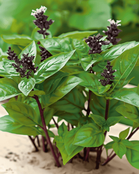 Thai Basil Seeds Ocimum Basilicum Annual Herb