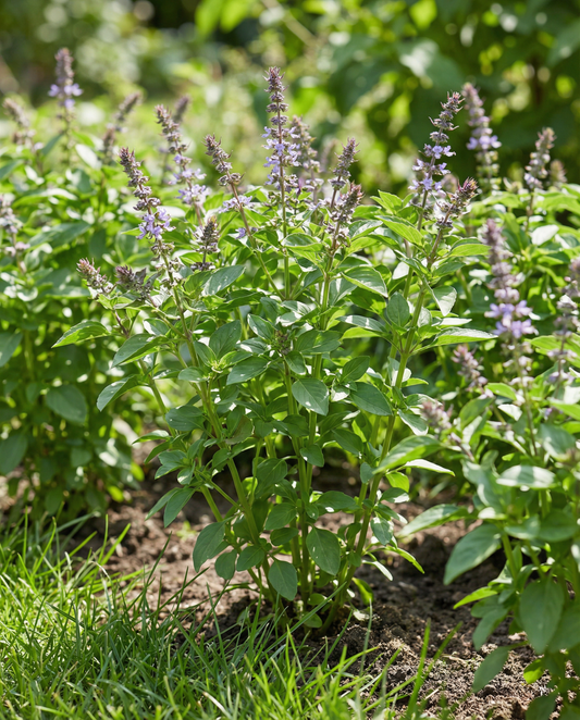 Blue Spice Basil (Ocimum basilicum) – annual herb seeds from SeedsChoice