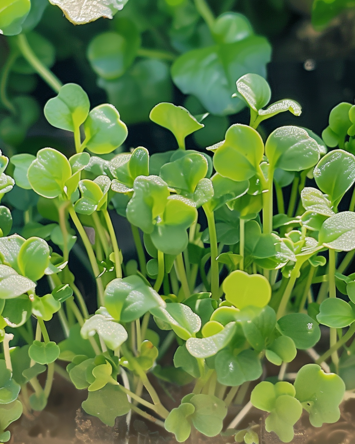 Mustard Sprouting seeds (Sinapis alba) – organic annual sprouting seeds