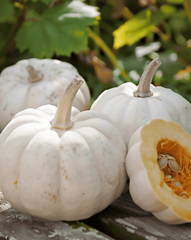 Pumpkin Baby Boo Seeds Cucurbita Pepo Annual Ornamental Variety
