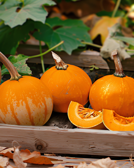 Pumpkin Baby Bear Seeds Cucurbita Maxima Annual