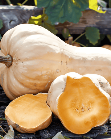 Semi di zucca Waltham Butternut (Cucurbita moschata) – ortaggio annuale