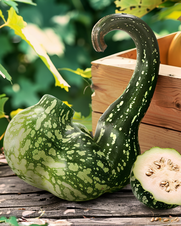 Semi di zucca ornamentale Speckled Swan Gourd (Lagenaria siceraria) – annuale