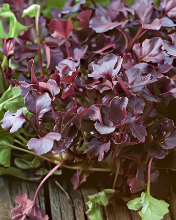 Semi di senape Red Frills per microgreens (Brassica juncea) – microgreens annuali