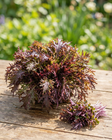 Senape rossa per microgreens Red Frills (Brassica juncea) – semi annuali per microgreens di SeedsChoice