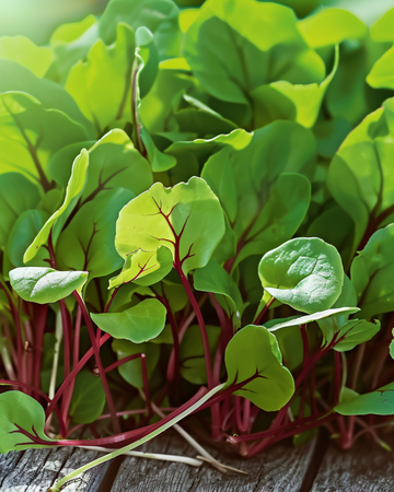 Semi di microgreens di acetosa rossa venata (Rumex sanguineus) – microgreens annuali