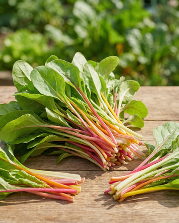 Bietola da coste Rainbow Mixture Microgreens (Beta vulgaris) – semi per microgreens annuali da SeedsChoice
