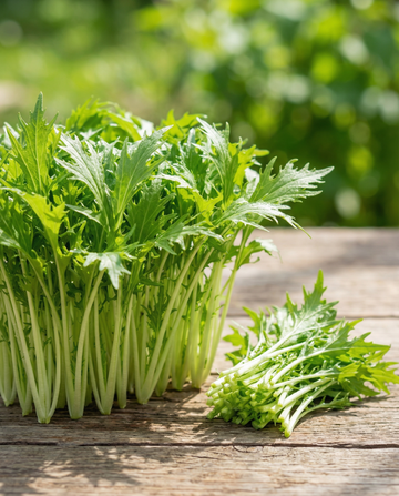 Mizuna Microgreens (Brassica rapa) – semi annuali per microgreens di SeedsChoice