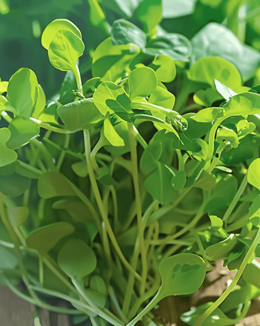 Semi di germogli di pisello Microgreens (Pisum sativum) – microgreens annuali
