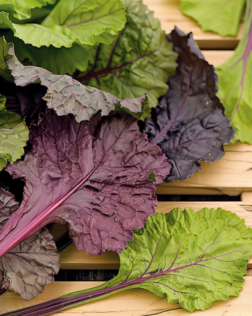 Semi Amsoi Red (Brassica juncea) – ortaggio annuale