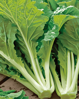 Amsoi Seeds Brassica Juncea Annual Vegetable