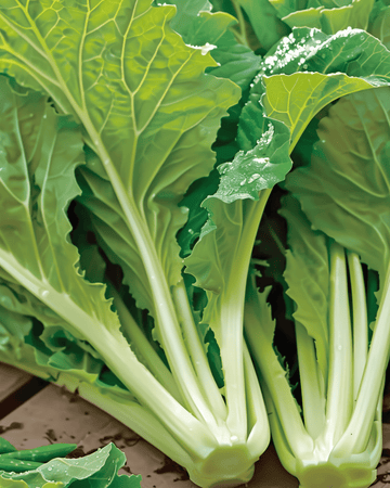 Semi di Amsoi (Brassica juncea) – ortaggio annuale