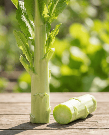 Lattuga asparago (Lactuca sativa) – semi di ortaggi annuali da SeedsChoice