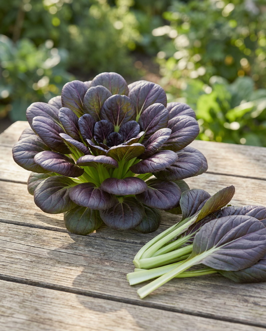 Red Tatsoi (Brassica rapa) – vegetable seeds from SeedsChoice