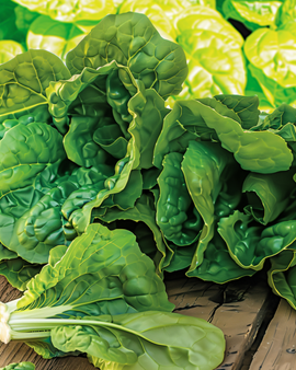 Turkish Spinach Seeds Spinacia Oleracea Annual Vegetable Variety America
