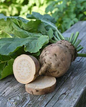 Semi di barbabietola da foraggio Brigadier (Beta vulgaris) – ortaggio annuale