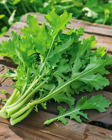 Semi di cicoria Spadona (Cichorium intybus) – verdura annuale