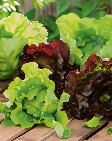 Semi di lattuga romana Mix Red Green Mini Romaine (Lactuca sativa) – verdura annuale