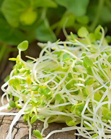 Semi di erba medica germoglio microgreens (Medicago sativa) – semi biologici annuali per germogliazione