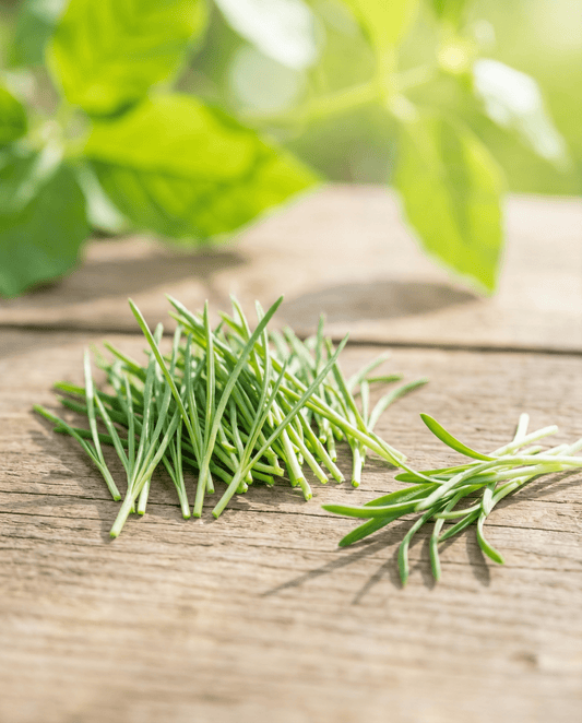 Porro da germoglio (Allium porrum) – semi da germoglio biologici annuali di SeedsChoice