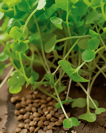 Semi di rucola da germinazione (Eruca sativa) – semi biologici annuali per germinazione