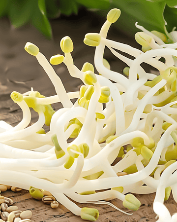 Semi di fagiolo mung da germoglio (Vigna radiata) – semi biologici annuali per germinazione