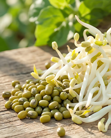 Fagiolo mung da germoglio (Vigna radiata) – semi biologici annuali per germinazione di SeedsChoice