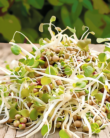 Semi mix per insalata germogli (Lactuca sativa) – semi biologici annuali per germinazione