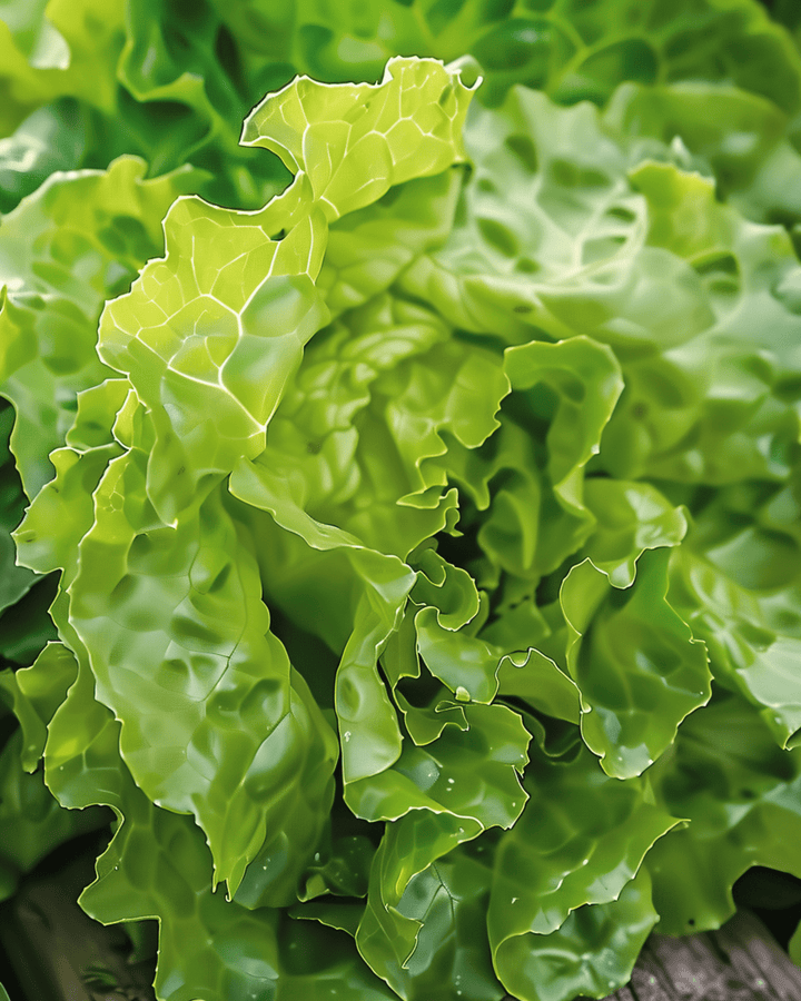 Semi di lattuga Neckarreuzen Summer Diamond Pelleted (Lactuca sativa) – ortaggio annuale
