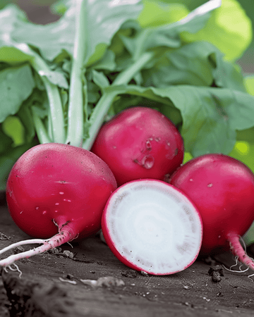 Semi di ravanello Saxa 2 Pelleted (Raphanus sativus) – orto annuale
