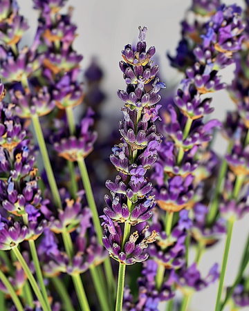 Semi di lavanda (Lavandula angustifolia) – erba perenne