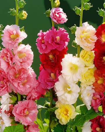 Hollyhock Doppia Multicolor seeds (Alcea rosea) – perennial mix