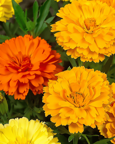 Semi Doppia Fiesta Multicolor (Calendula officinalis) – annuale